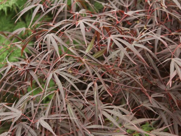 Acer palmatum 'Enkan'-0