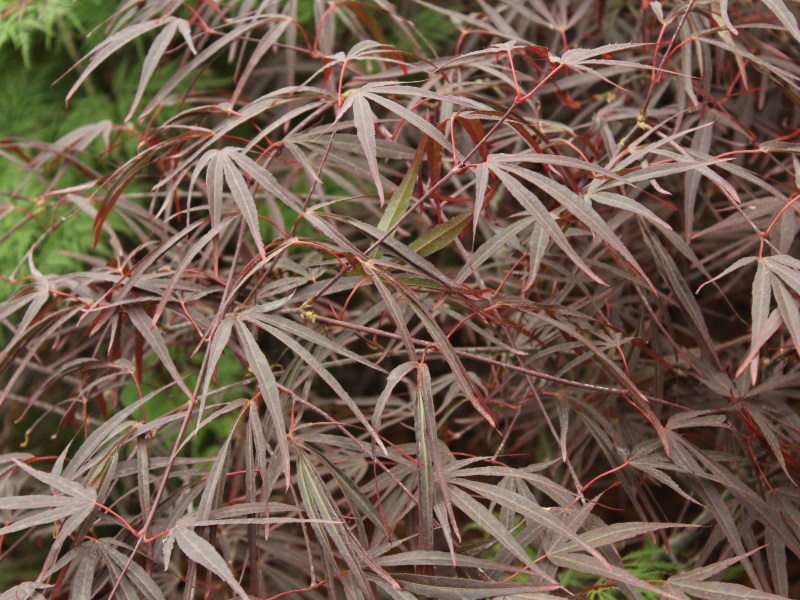 Acer palmatum 'Enkan'-0