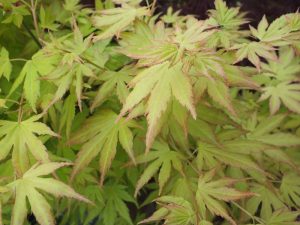 Acer palmatum 'Orange Dream'-0