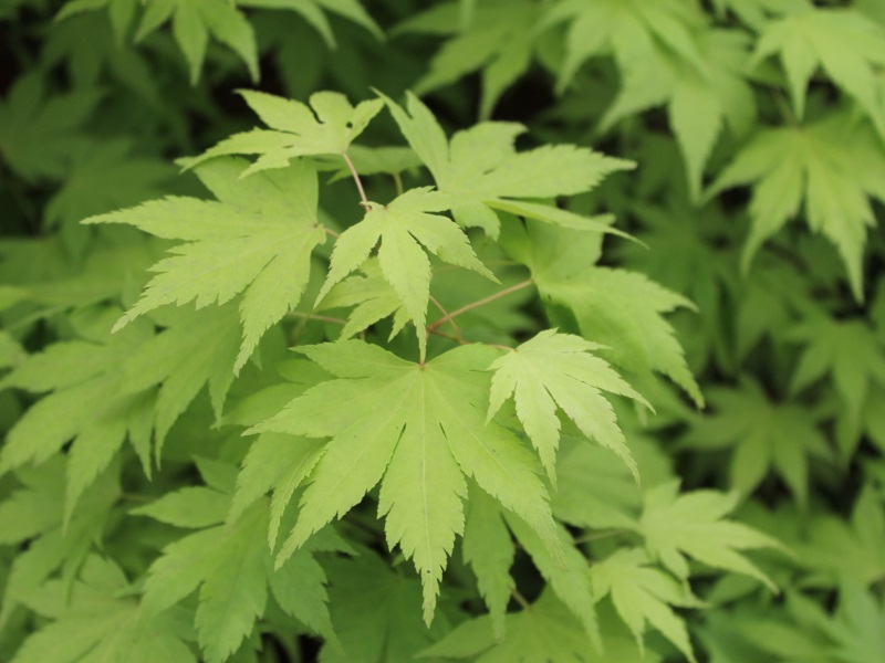 Acer palmatum 'Orange Dream'-12952
