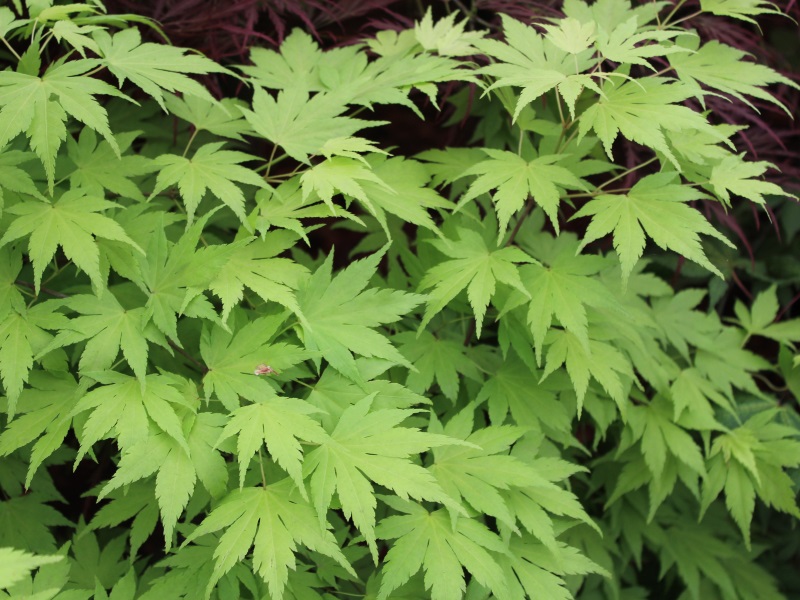 Acer palmatum 'Orange Dream'-12953