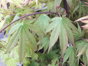 Acer palmatum 'Osakazuki'-0