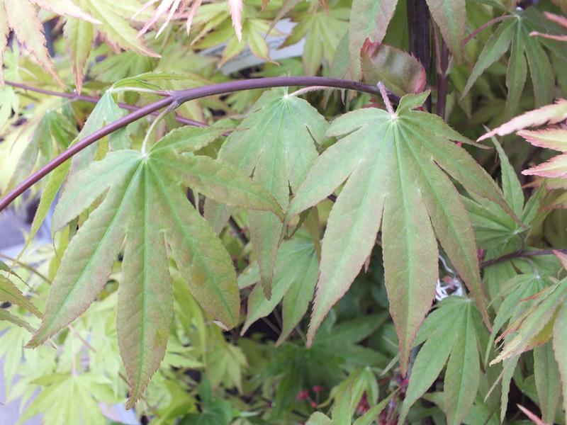 Acer palmatum 'Osakazuki'-0