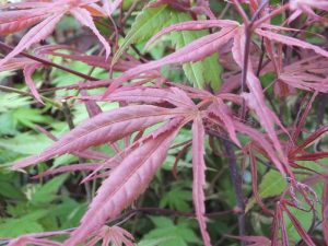 Acer palmatum 'Peve Dave'-0