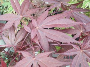 Acer palmatum 'Shojo Namura'-0