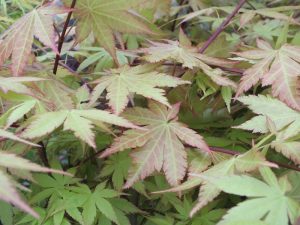 Acer palmatum 'Summer Gold'-0