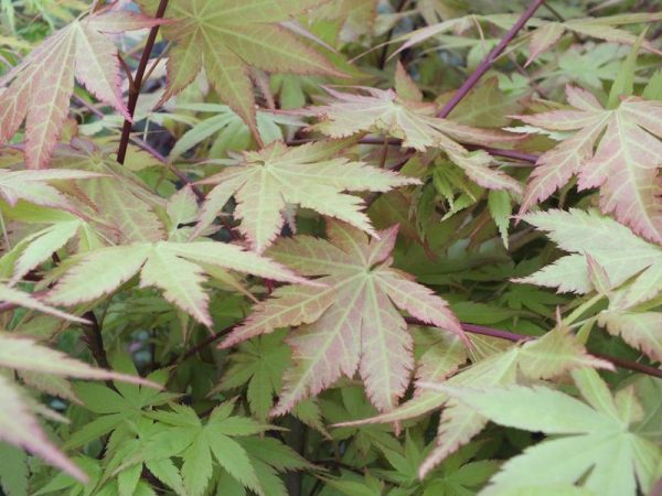 Acer palmatum 'Summer Gold'-0