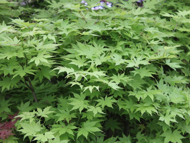 Acer palmatum 'Summer Gold'-12955