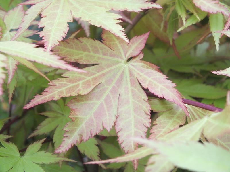 Acer palmatum 'Summer Gold'-4170