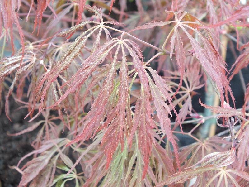 Acer palmatum (dissectum) 'Tamayuke-Yama'-0