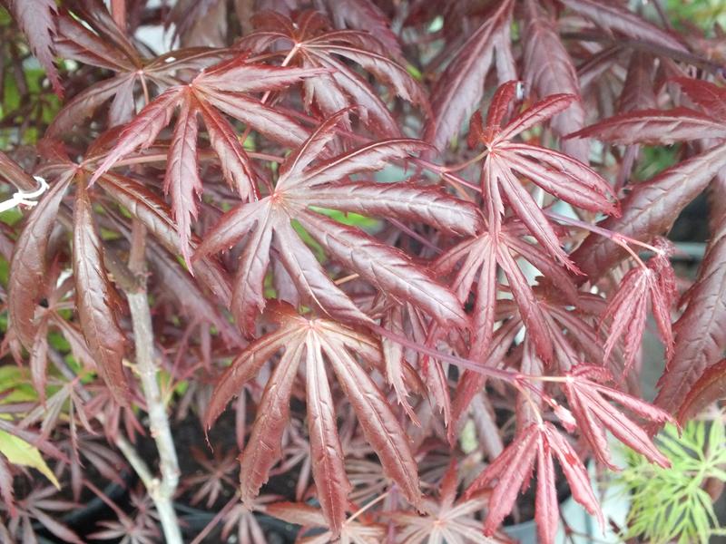 Acer palmatum 'Trompenburg'-4136