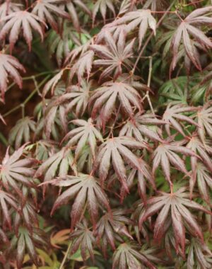 Acer
