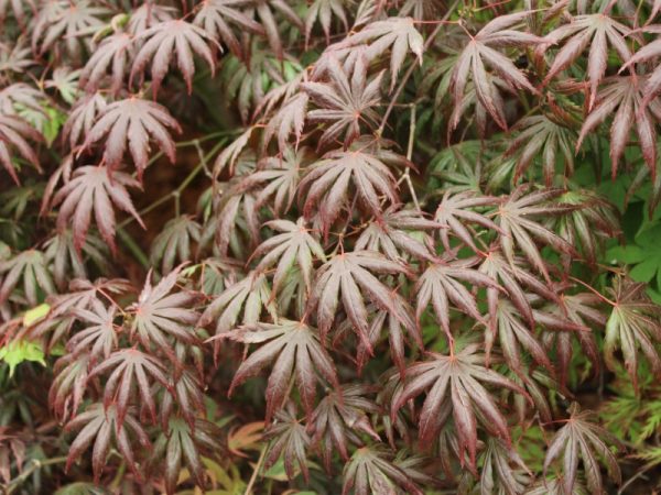 Acer palmatum 'Trompenburg'-0