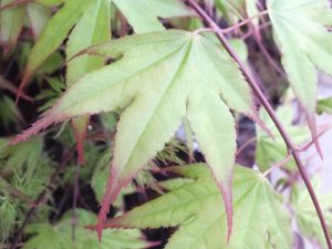 Acer palmatum 'Tsuma Gaki'-0