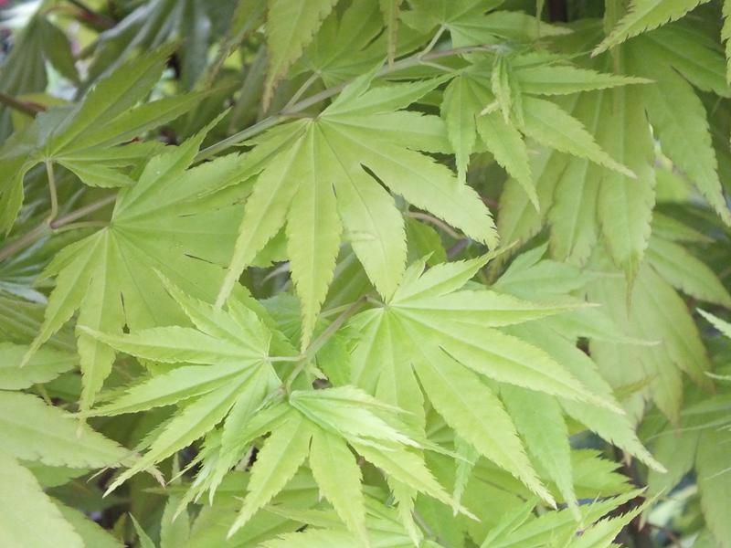 Acer shirasawanum 'Jordan'-4134