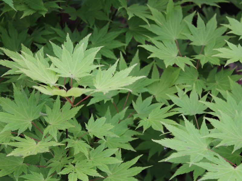 Acer shirasawanum 'Jordan'-12972