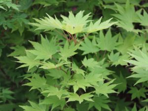 Acer shirasawanum 'Jordan'-0