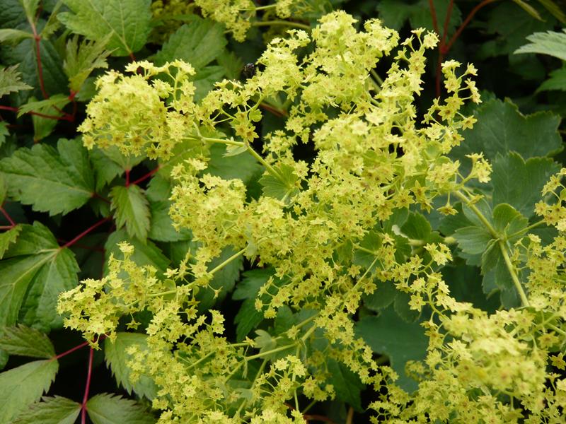 Alchemilla mollis-4815