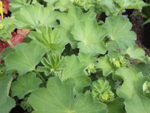 Alchemilla mollis-0