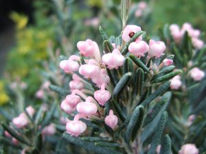 Andromeda polifolia 'Blue Lagoon'-0