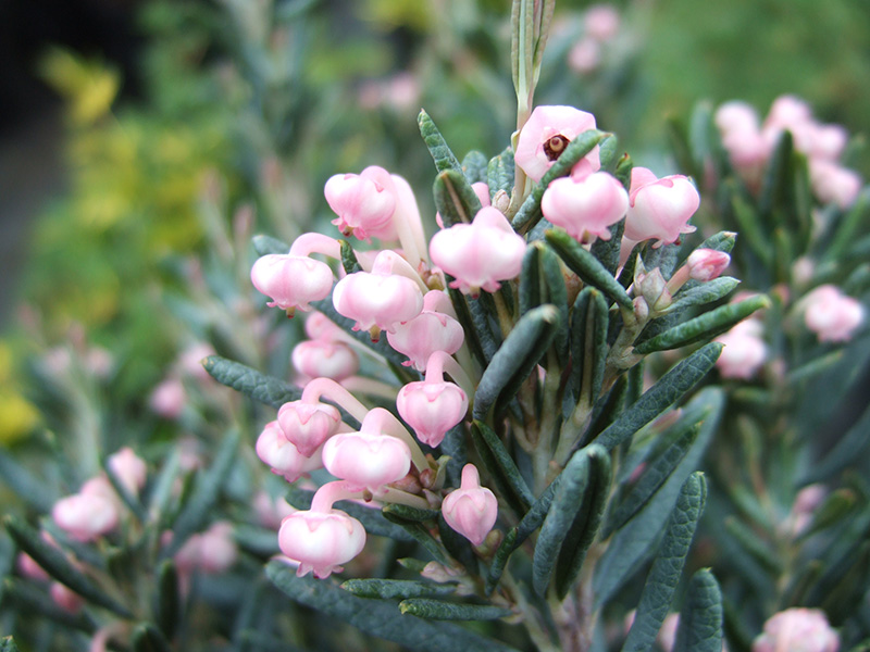 Andromeda polifolia 'Blue Lagoon'-0