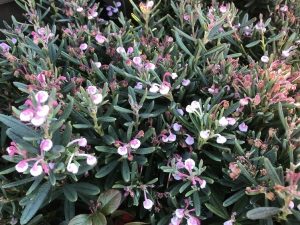 Andromeda polifolia 'Compacta'-0