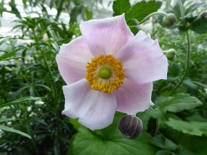 Anemone x hybrida 'September Charm'-0
