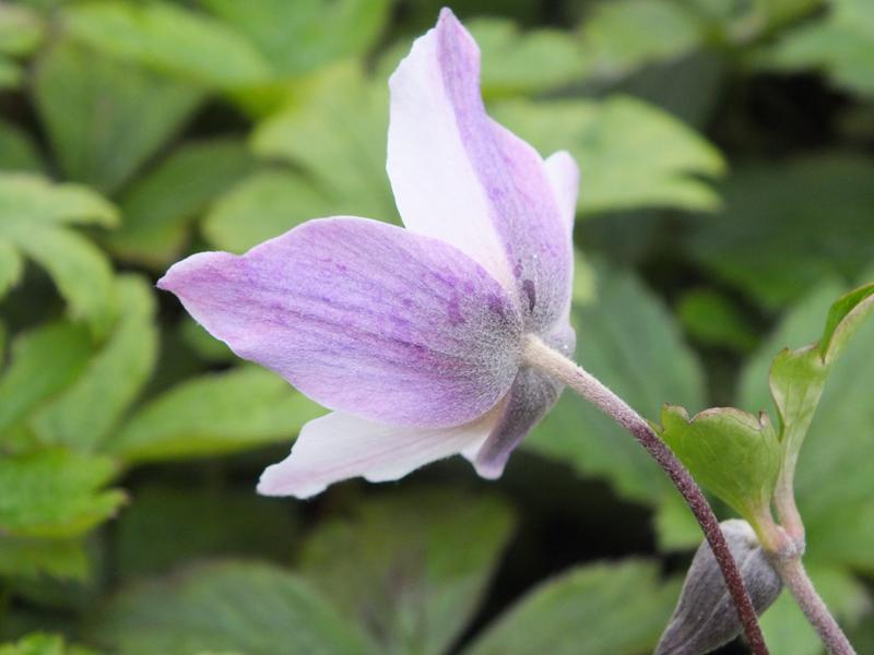 Anemone 'Wild Swan'-4322