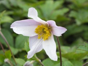 Anemone 'Wild Swan'-0