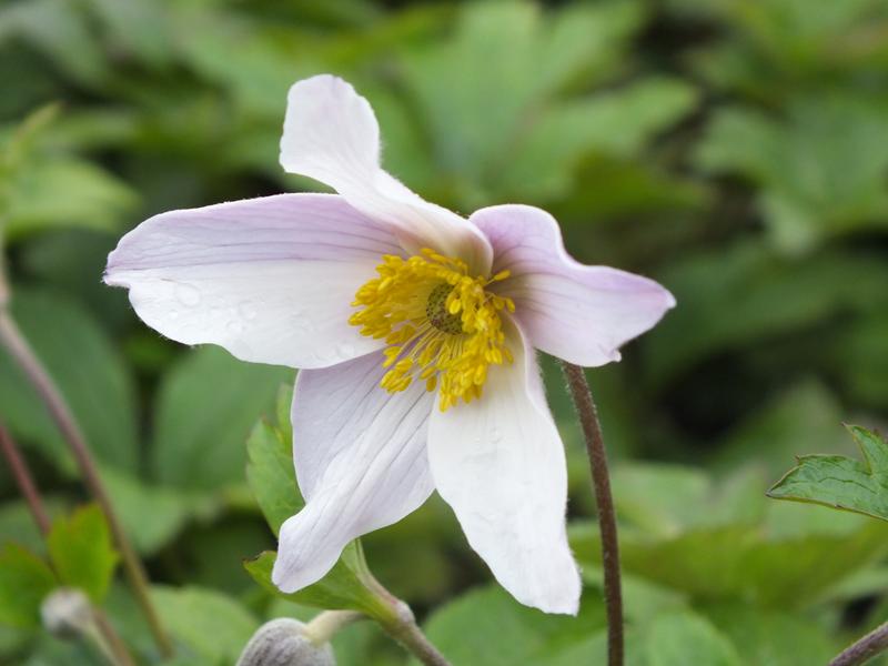 Anemone 'Wild Swan'-0
