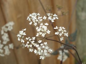 Anthriscus sylvestris 'Ravenswing'-0