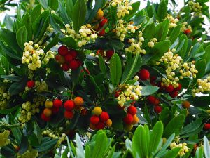 Arbutus unedo-0