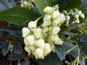 Arbutus unedo 'Compactum'-0
