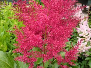 Astilbe japonica 'Montgomery'-0