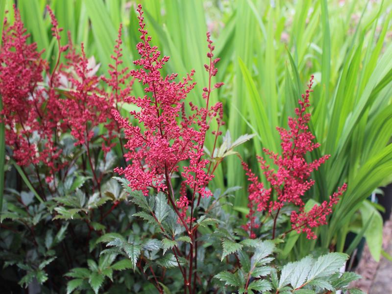 Astilbe japonica 'Montgomery'-9677