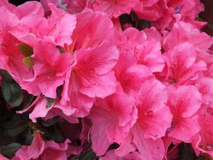 Rhododendron 'Dearest'-0
