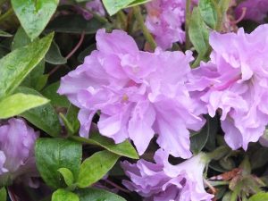 Rhododendron 'Elsie Lee'-0