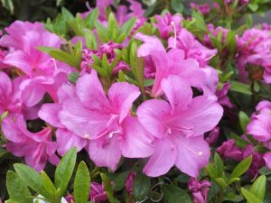 Rhododendron 'Flower Arranger'-0