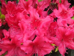 Rhododendron 'George Arends'-0