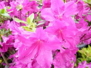 Rhododendron 'Blue Danube'-0