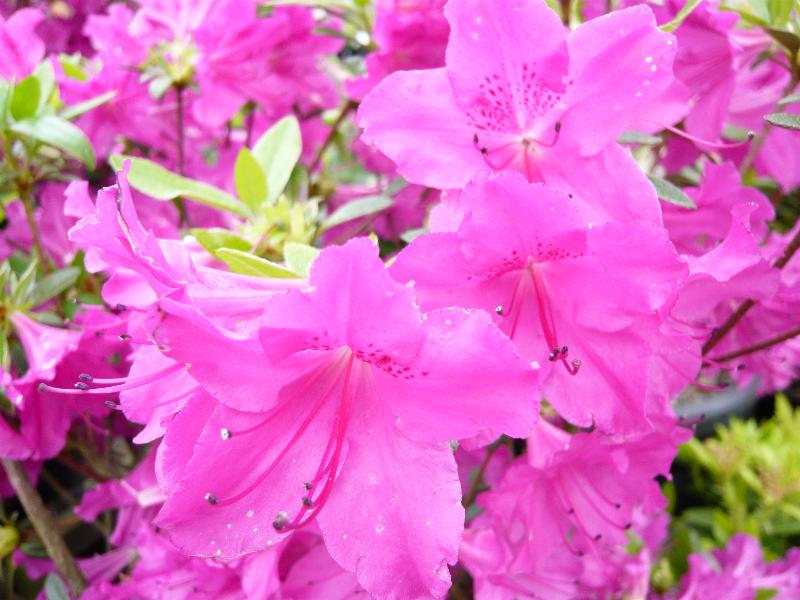 Rhododendron 'Blue Danube'-0