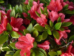 Rhododendron 'Geisha Orange'-0