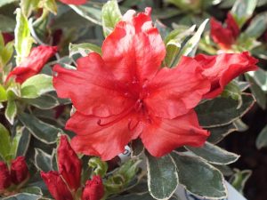 Rhododendron 'Girard's Hot Shot Variegated'-0