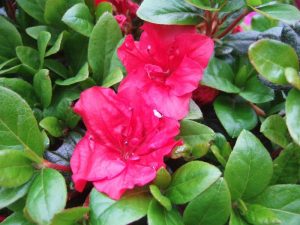 Rhododendron 'Johanna'-0