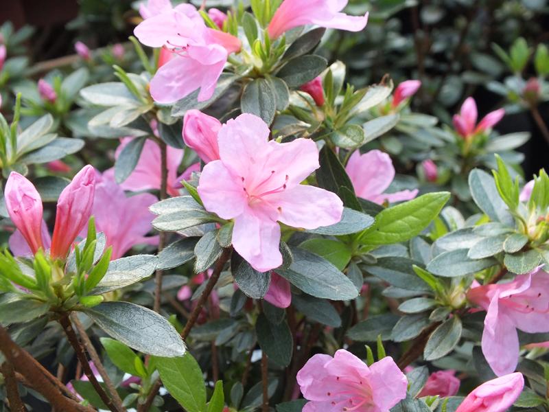Rhododendron 'Madame van Hecke'-4691