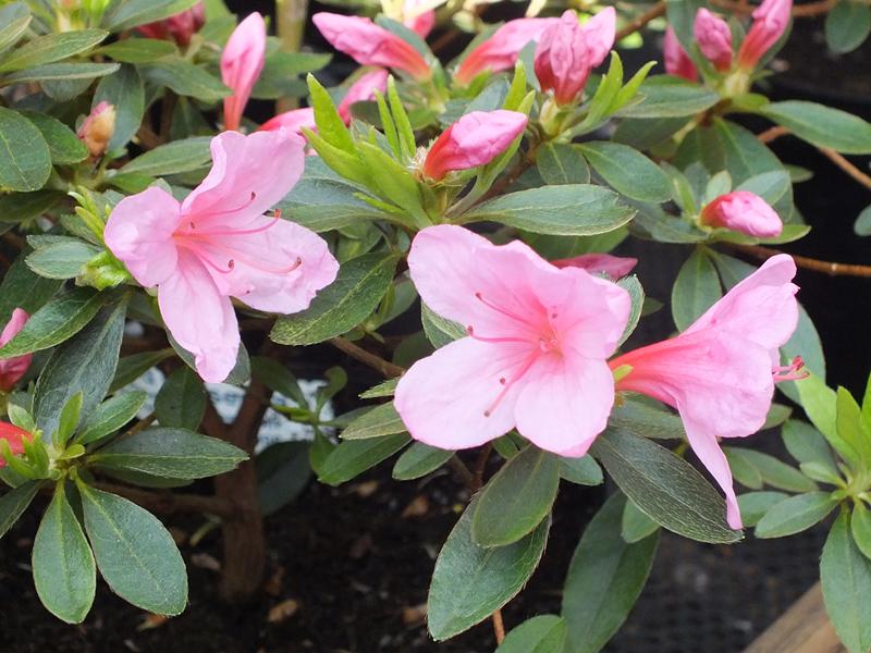 Rhododendron 'Madame van Hecke'-4692
