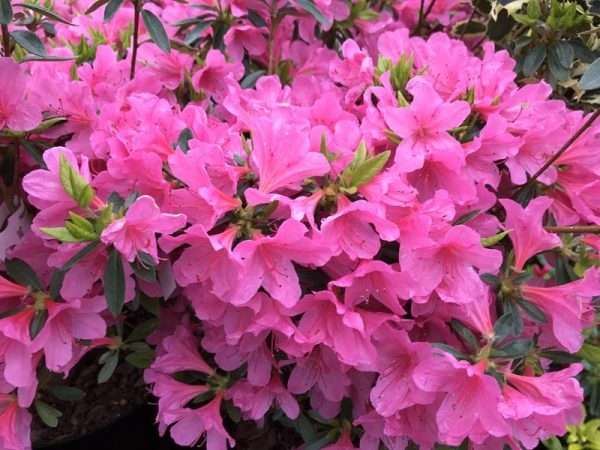 Rhododendron 'Madame van Hecke'-0