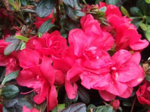 Rhododendron 'Mother's Day'-0