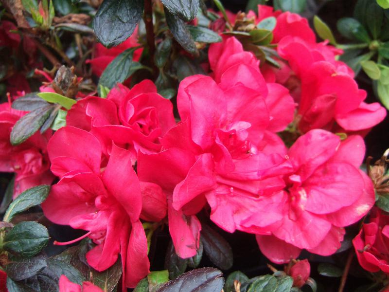 Rhododendron 'Mother's Day'-0