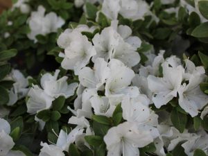 Rhododendron 'Panda'-0